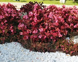 Лента садовая бордюрная Гофра Б-10/9 коричневая 10 см х 9 м - фото 20415