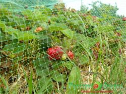 Сетка от птиц для защиты урожая У-6, 5 м - фото 21464