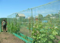 Сетка от птиц универсальная У-6, 2*100 м - фото 21471