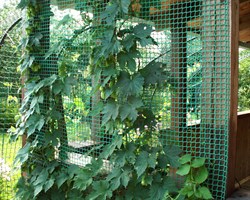 Пластиковая сетка садовая СР-15, 1*20 м, зеленая - фото 21516