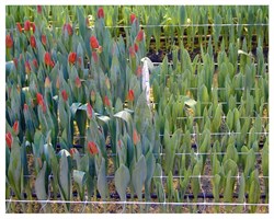 Сетка для цветов на срезку Ф-100, 0,9*20 м, белая - фото 23004