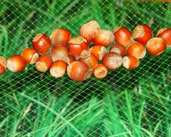 Сетка для сушки плодов Протэкт, ячейка 6*6 мм, 1*10 м, прозрачный - фото 23191