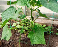 Сетка для огурцов шпалерная  Ф-190 2*5 м - фото 23264