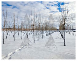 Сетка для защиты саженцев Ф-7, 0,5*50, черный - фото 23298