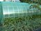 Затеняющая сетка 55% темно-зеленая 3*50 м - фото 20760